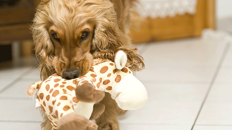 Dog Playing with Giraffe Dog Toy