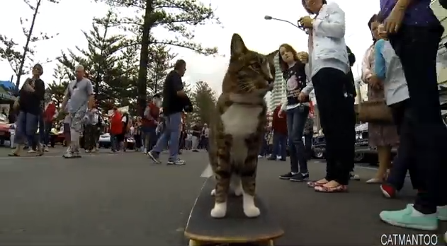 Skateboarding cat.png