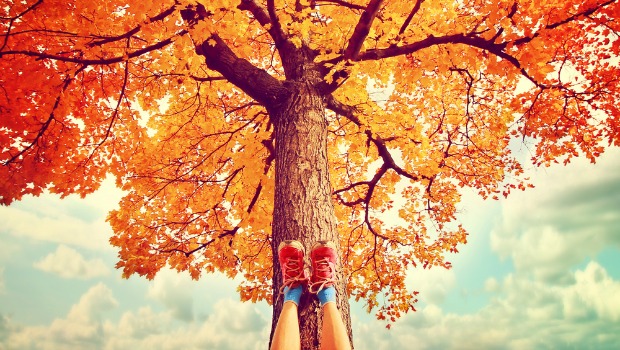 Person resting against beautiful tree