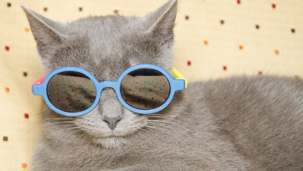 Cat videos help us lick the blues