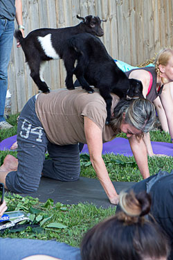 More goat yoga!