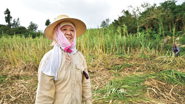Woman working in the fields in Okinawa