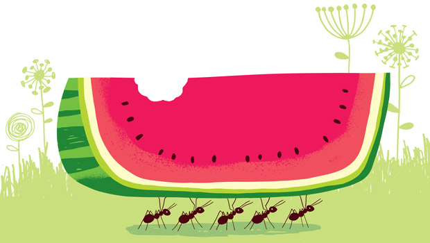 Ants working together carrying a piece of watermelon