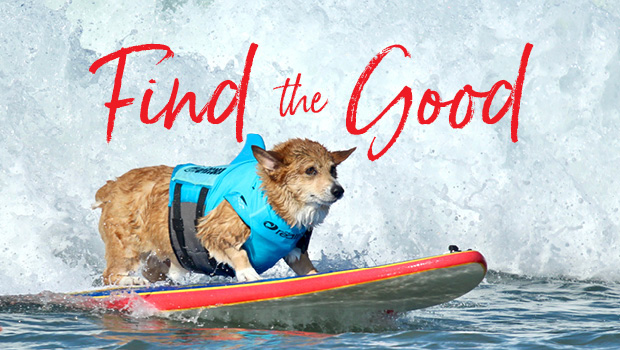 Surfing dog in life jacket