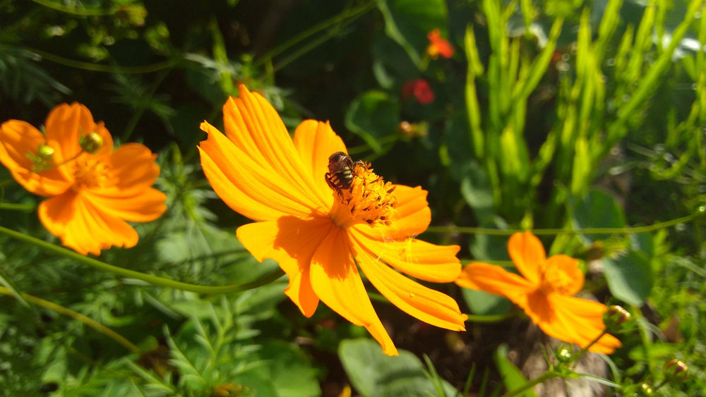 Visit of the bee (Melipona quadrifasciata) in the flower of cosmos (Cosmos sulphureus).